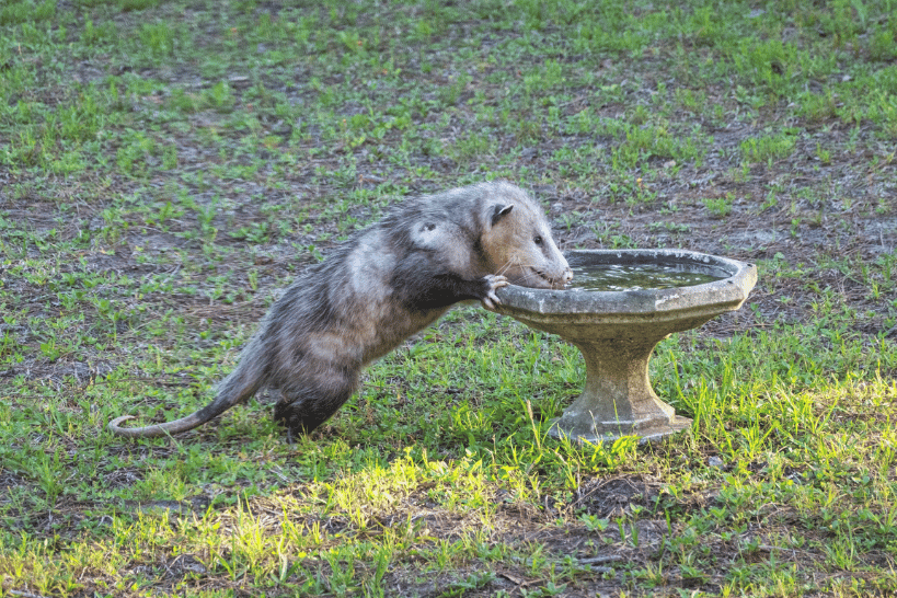 Possums