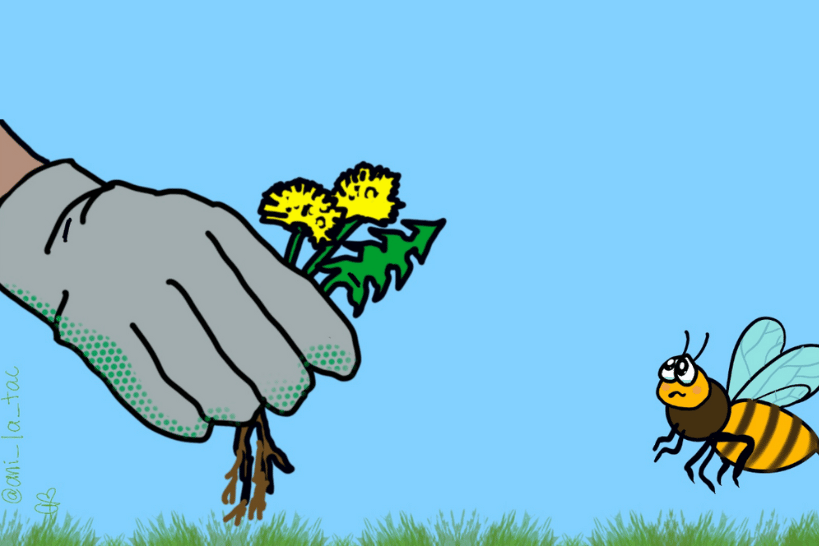 Dandelions