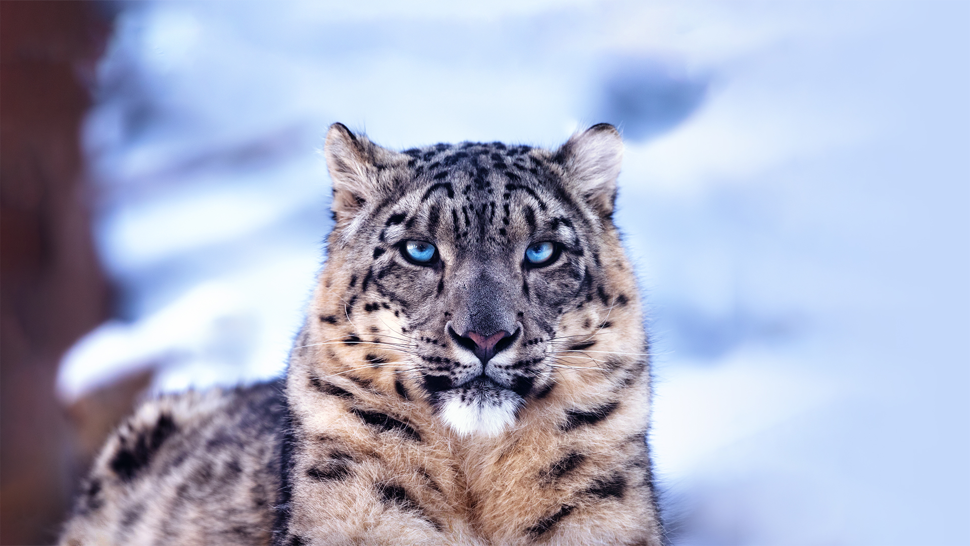 The snow leopard (Panthera uncia)