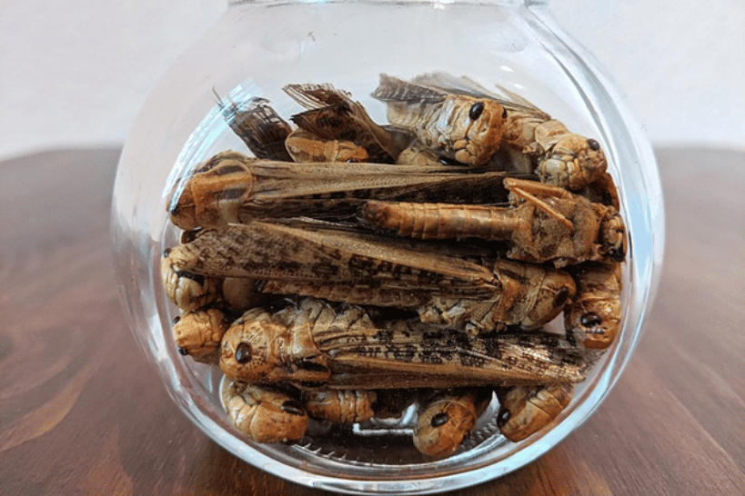 entomophagie
