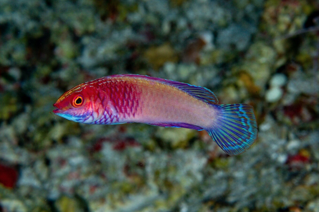 fish new species