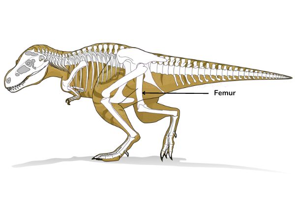 tyrannosaurus rex skeleton
