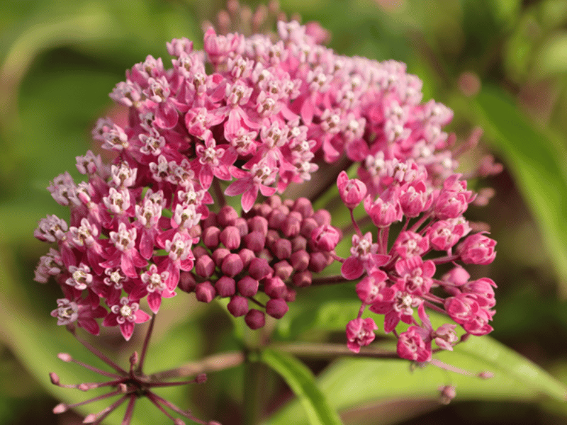 What Can You Plant in Your Garden to Attract Pollinators? | Montreal ...