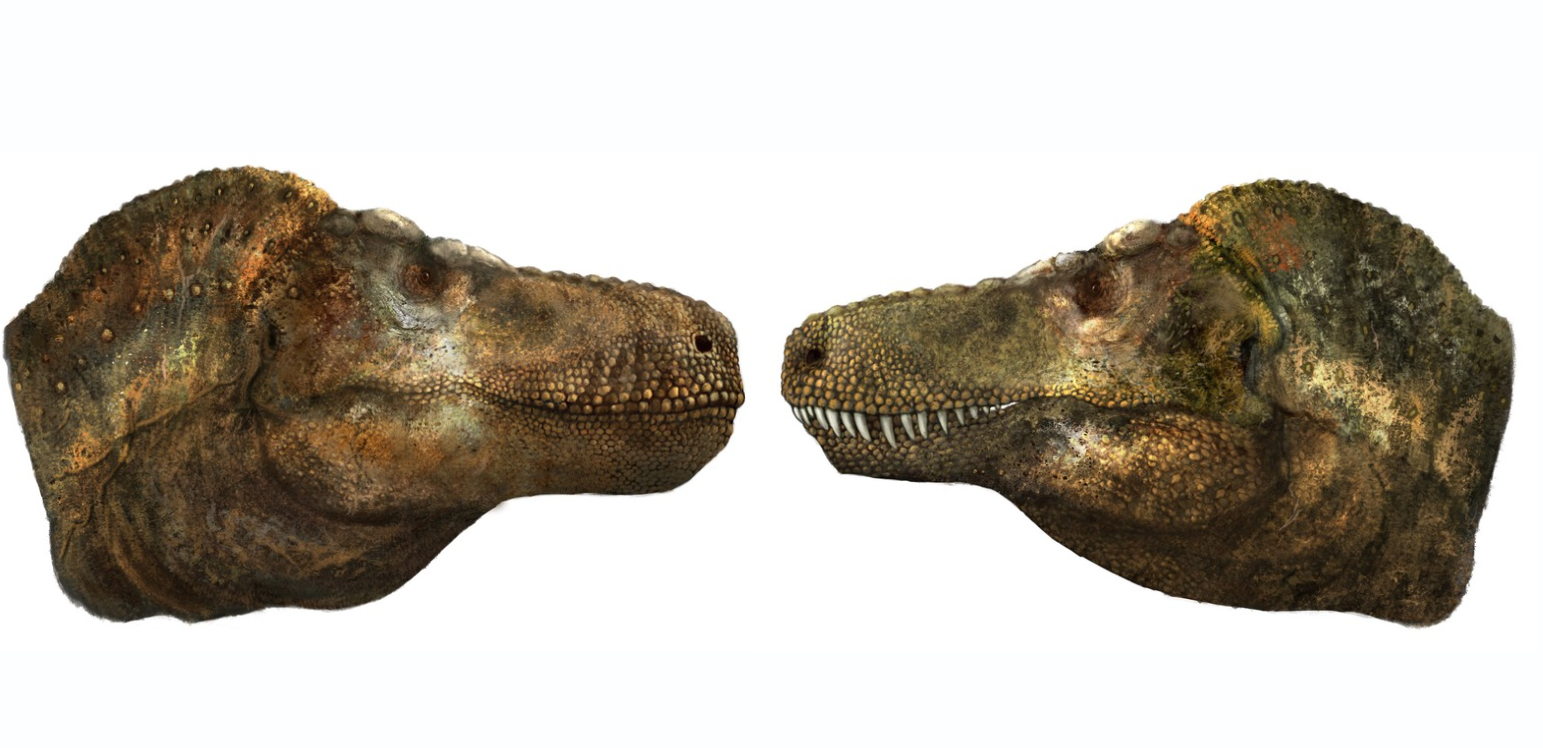 Dinosaures