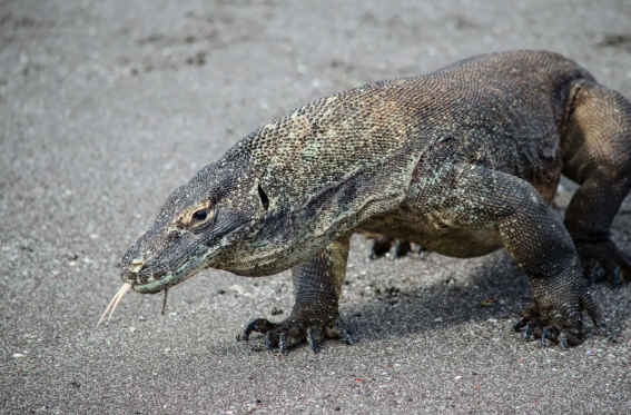 Dinosaures