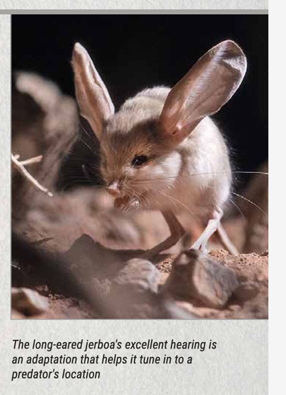 The long-eared jerboa's