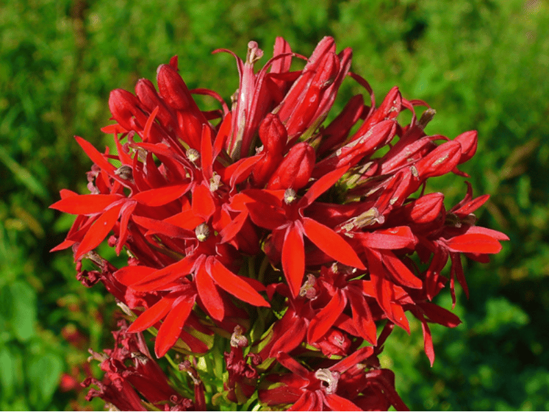 Photo d'une lobélie cardinale