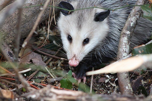 opossum quebec