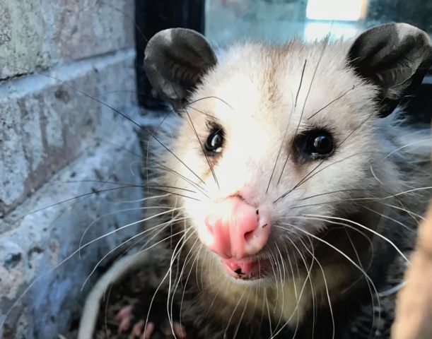 opossum quebec