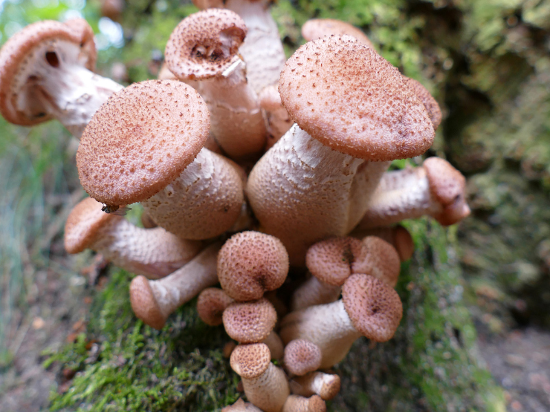 Photo d'un champignon Armillaria solidipes