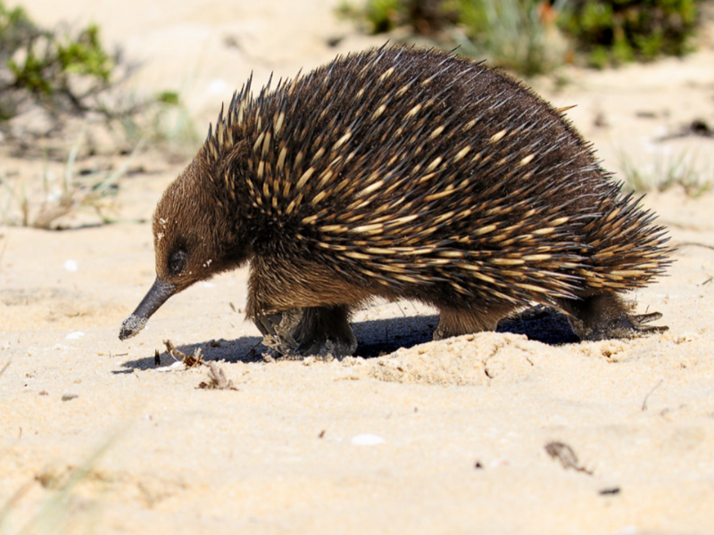 Les échidnés sont l'un des seuls mammifères pouvant pondre des œufs. © Flickr / Leo