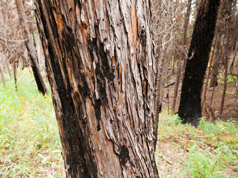 Un arbre en Oregon Armillaria solidipes
