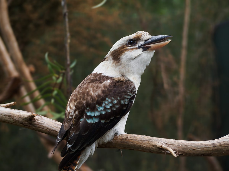 Le kookaburra effectue des vocalisations puissantes ressemblant à un fou-rire. © Creative Commons