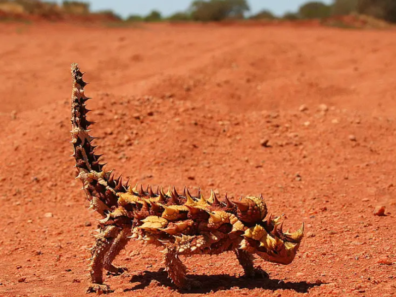 Le diable cornu possède des adaptations impressionnantes pour survivre aux milieux arides australiens. © Christopher Watson