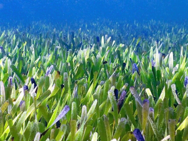 Posidonia australis