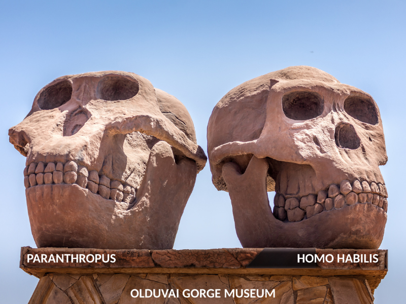 Paranthropus-Habilis