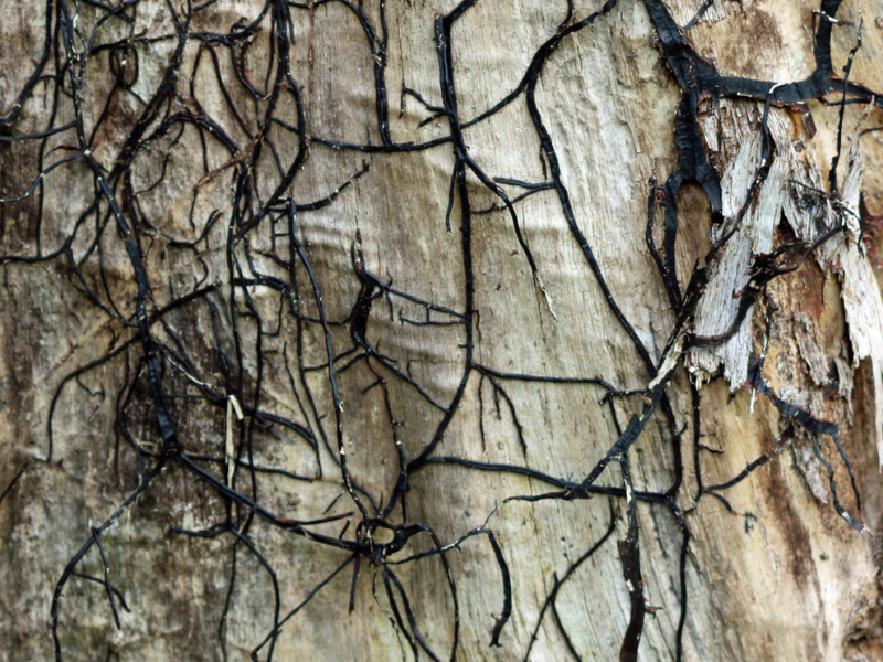 Rhizomorphes Armillaria solidipes