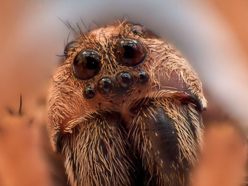 Des chercheurs ont utilisé des araignées mortes pour fabriquer des « pinces nécrorobotiques ». © Hsing Lo