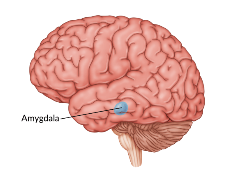 Photo montrant le cerveau et l'amydale