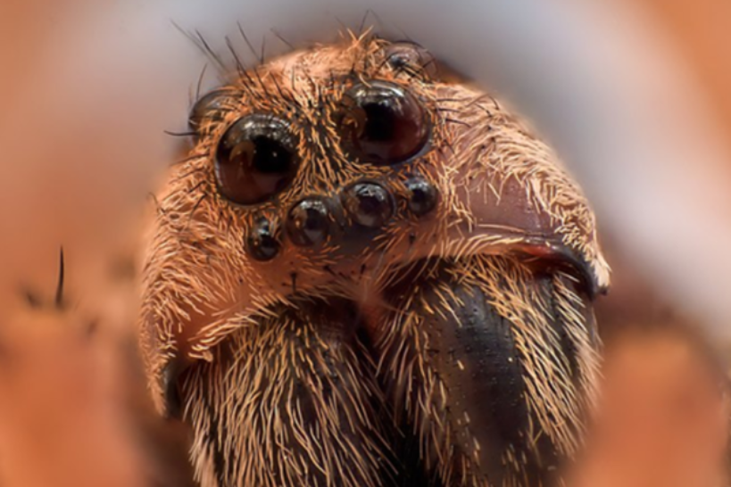 Photo d'une araignée