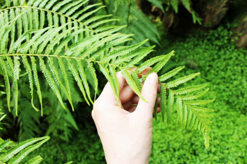 Photo d'une plante