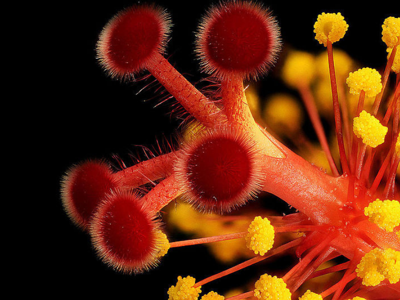 Certaines fleurs comportent des étamines (boules jaunes) et des pistils (boules rouges),  leur permettant de s'autopolliniser. © Benjamin Smith / Creative Commons