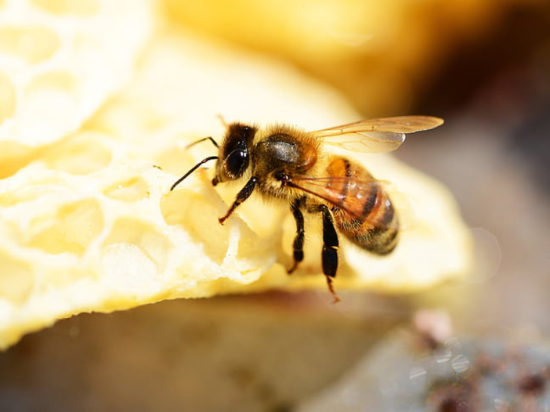 Les abeilles à miel utilisent le nectar des fleurs pour fabriquer leur miel. © PickPic / Creative Commons