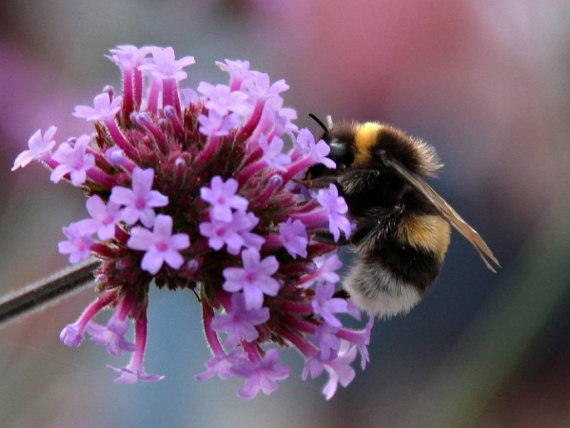 Les bourdons contribuent de manière importante à la pollinisation. © Pixabay / Creative Commons
