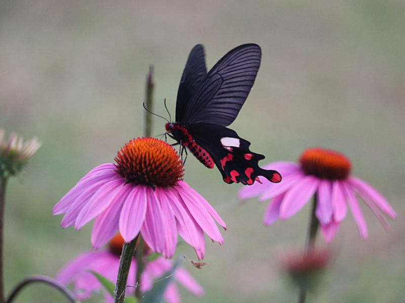 Lorsqu'ils sont sur une fleur, les papillons sont perchés hauts sur pattes. © Celebindiaworld