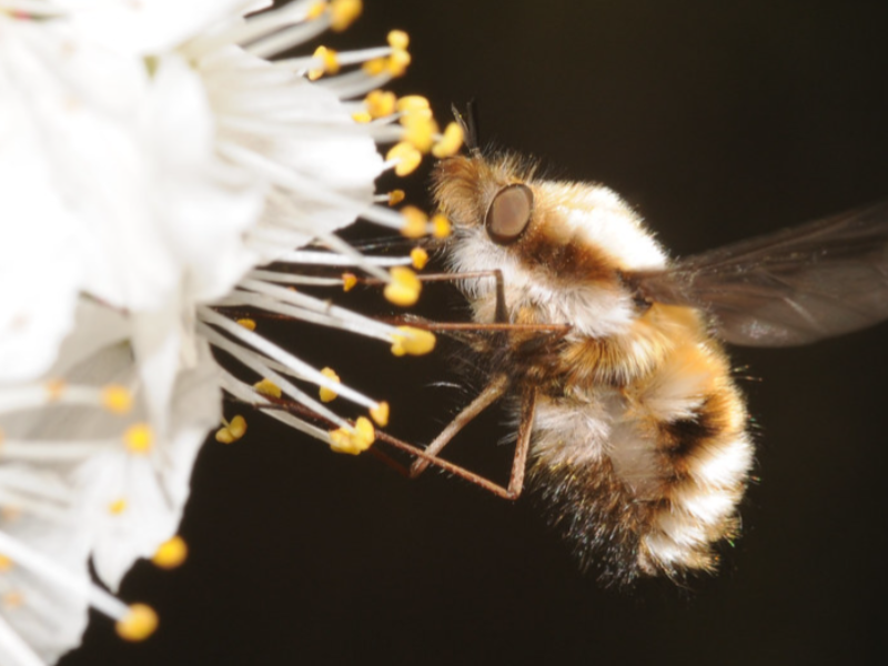 Certaines mouches, comme les bombyles, ont une apparence similaire aux abeilles! © Thomas Bresson