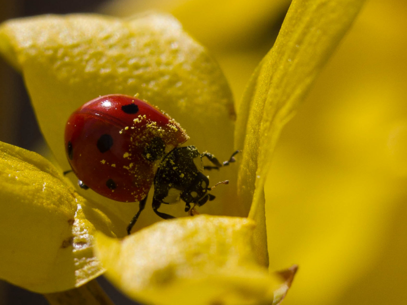 En plus de protéger les plantes contre les pucerons, les coccinelles vont aussi contribuer à la pollinisation. © Nate Hughes