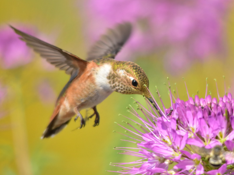 Les colibris ont besoin de consommer beaucoup de nectar pour répondre à leurs besoins. © USFWS Mountain-Prairie