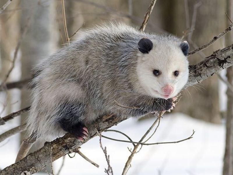 Photo d'un opossum