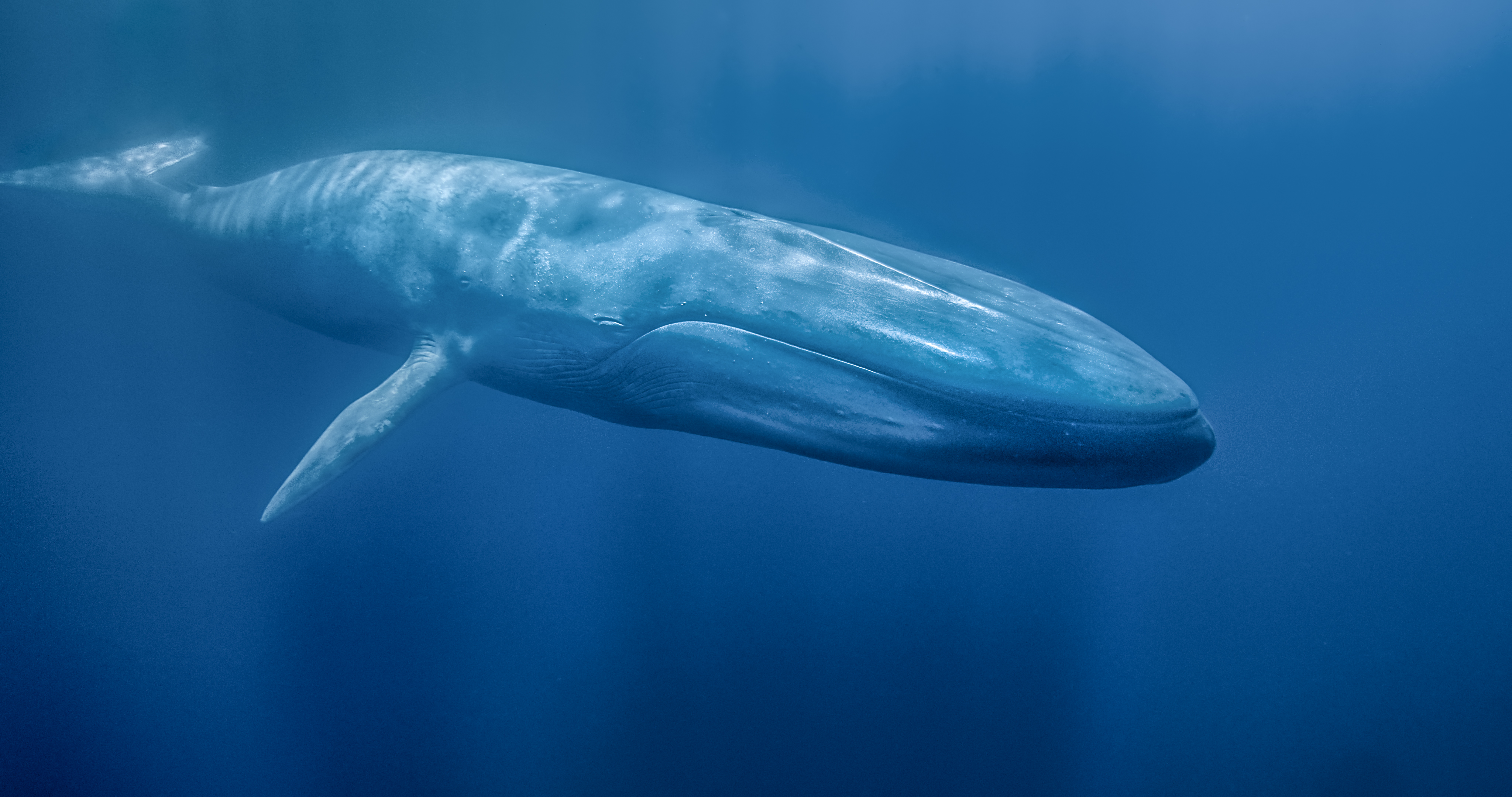 baleine bleue