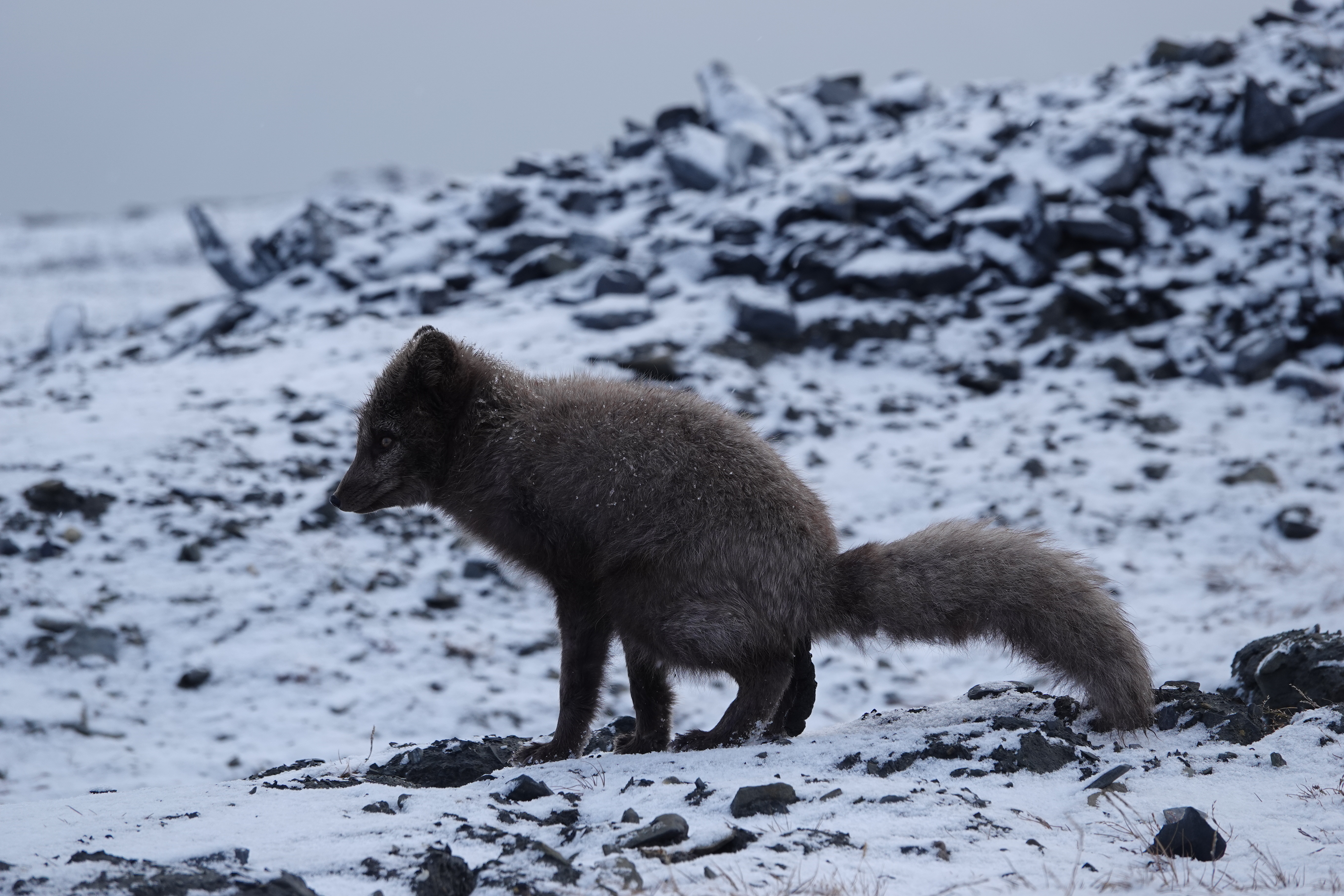 Renard