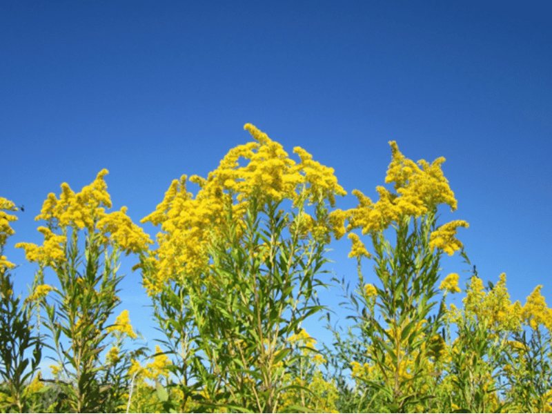 Photo d'une verge d'or